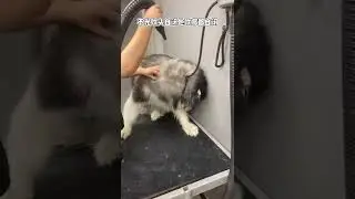 #TikTok #youtubeshort #cutedog #dog #cat #cutecat #short #shorts #animal #Luong chelich 9507