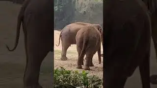 #elephant #mysore #zoo #s20fe #shorts