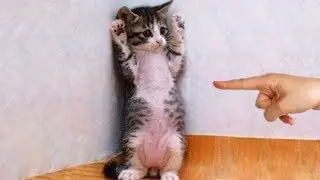 Cute is Not Enough - Funny Cats and Dogs Compilation #272