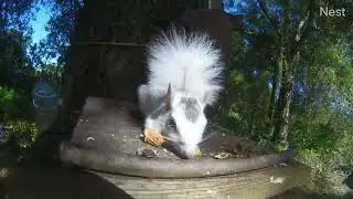 Just what you need💖 #pure #sweet #unicorn #whitesquirrel #smudge #squirrels #fyp #beautiful