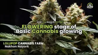 Flowering Stage of Basic Cannabis Growing  - Lollipop Cannabis Farm ( Nakhon Nayork) #အဖူးဖူးခြင်း