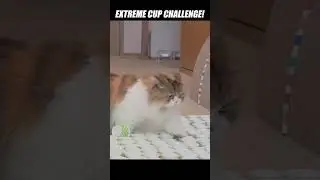 Cats and cups and cups and cups and cups #kittisaurus #cats #cups #challenge