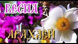 Арахлейские озера. Черный аист, черный дятел.