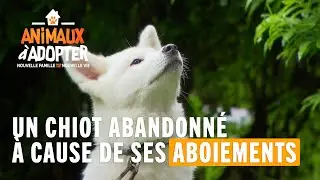 Un chiot abandonné à cause de ses aboiements - Animaux À Adopter