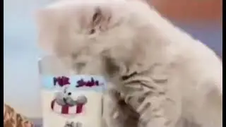 Я русский   Мем с котом