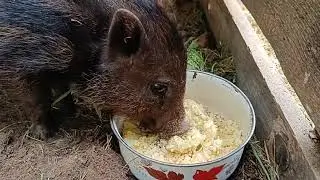 Getting Yasha used to porridge | Explanation of why there won't be a video.