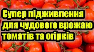 Супер Підживлення Для Чудового Врожаю Томатів та Огірків.