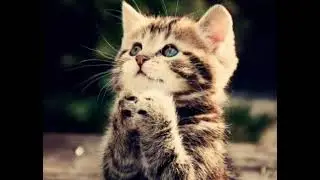 ЭТО САМЫЕ МИЛЫЕ В МИРЕ КОТЯТА! САМОЕ МИЛОЕ ВИДЕО!