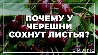 Почему у черешни сохнут листья? | toNature.Info