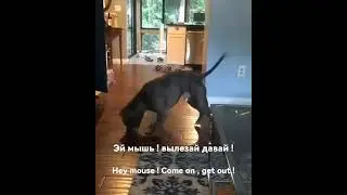 Собаки. Собака и мышь Dogs. Dog and mouse