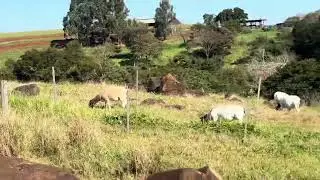 Ovelha pariu no piquete