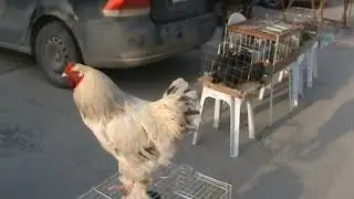 Ярмарка голубей г.Славянск-на-Кубани 17.03.2024г. 2часть