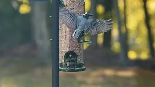 Nutty Nuthatch