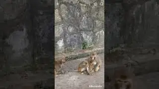 lovely baby monkey playing rough