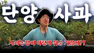 한국에 사과가 이렇게 많은 줄 몰랐던 평양부부의 사과농장 나들이