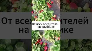 Средство от всех вредителей на клубнике!  #огород #дача #сад #клубника