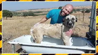 la bañera mas economica para bañar a nuestras mascotas