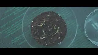 Peppers Magic Lantern Raw 4k