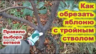 Обрезка яблони с тройным стволом. Правила выбора побегов при обрезке.
