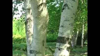 Хатынчаанам  Ымыы тыл  Эрхаан мел
