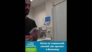 В Турции кот со сломанной лапкой сам пришел в травмпункт