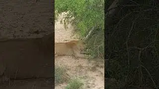 Talamati Lioness