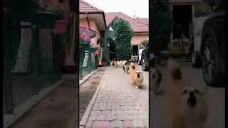 Ces chiens viennent vous attaquer avec des bisous 🐶😘
