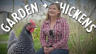 Chickens And Gardens: A Perfect Combination!