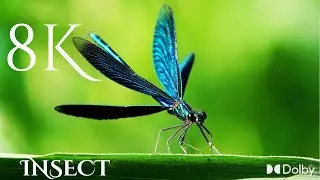 Beautiful Insects 4K video You can Keep as Pets 4k video  insects and angels pap