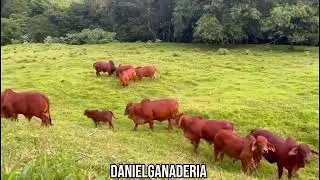 Brahman Rojo 🐮