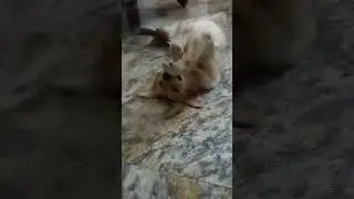 😂😂🫶 #cutefunny #cutedog #funny #youtubeshorts #trending