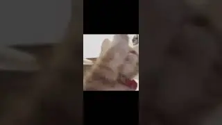 抖音7周最佳视频 | video of the week 7-狗小獨