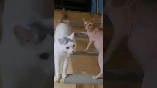 оййй кусил за пузо #доброеутро #cat #смешныекоты #федя #котыприколы #тихон