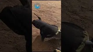 Seal Pup Saved From Thin String #shorts