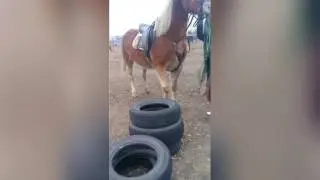 А как ваша лошадка фырчит?