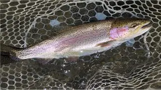 Yakima River Fly Fishing Report-May 24th, 2024Worley Bugger Fly Co