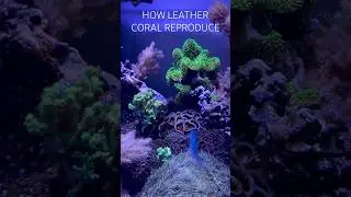 Reef Tank (HOW LEATHER CORAL REPRODUCE) #reeftank #nanoreeftank
