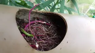 Inside View of Root Growth in PVC Pipe at End of Season Flood & Drain (Ebb) Hydroponic 4" PVC System