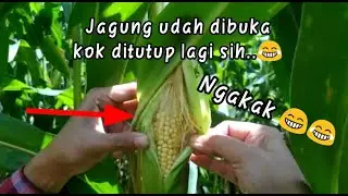 Kelakuan warga +62