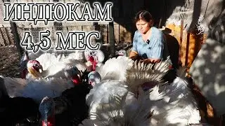 ПЕРВЫЙ МЕСЯЦ ОСЕНИ. Индюки, кролики, виноград.