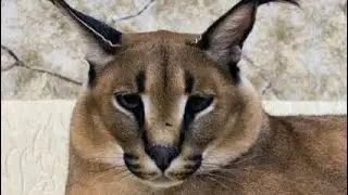 Шлепа Большой Русский Кот 2