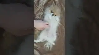 Померанский шпиц Эва продается