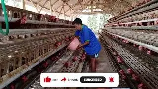 Monitoring Budidaya Ayam Petelur