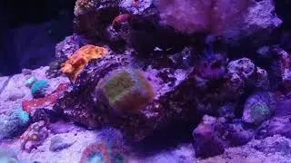 Rico's Nano. Challenge 2018