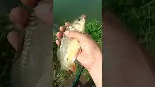 Поймал отпусти;)