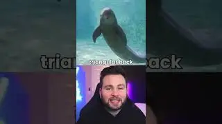 This is the way you tell the difference between Dolfins and Porpoises #short #shorts #facts #fact