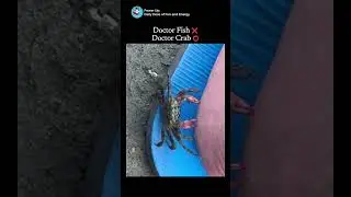 Doctor Fish ❌ Doctor Crab ⭕#funny #humor #shorts #crab