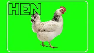 hen green screen video {murgi} 