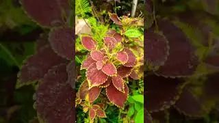 #LeafyGreens #PlantCare #GardeningTips #BotanicalBeauty #VibrantFoliage #Natures #GardenInspiration