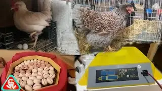 I put eggs in incubators ...2023